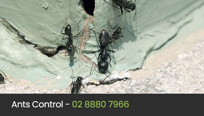 Ant Control Treatment