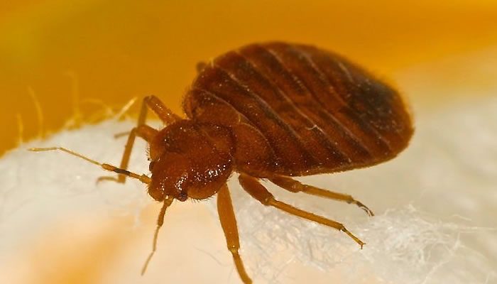 Bed Bugs Control Expert