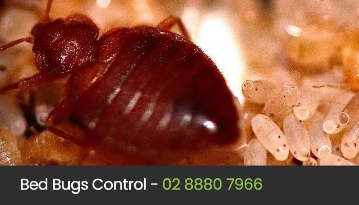 Bed Bugs Control Sydney