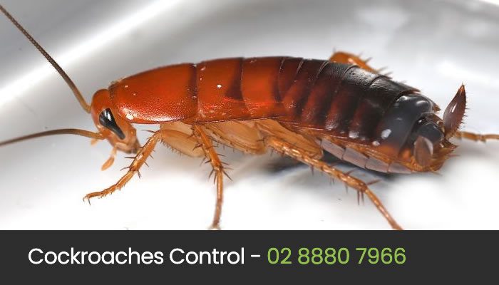 Cockroach Control Sydney