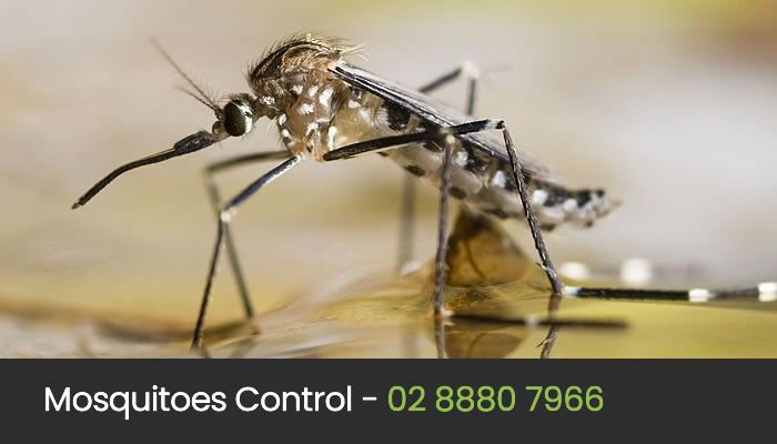 Mosquito Control Sydney