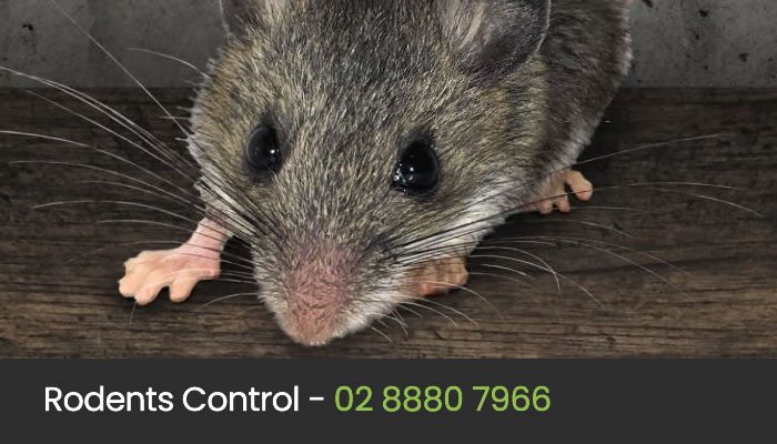 Rat & Rodent Treatment