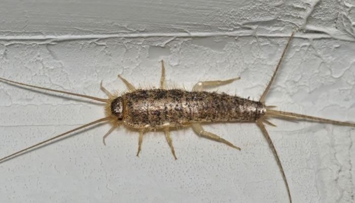 Silverfish Treatments Sydney