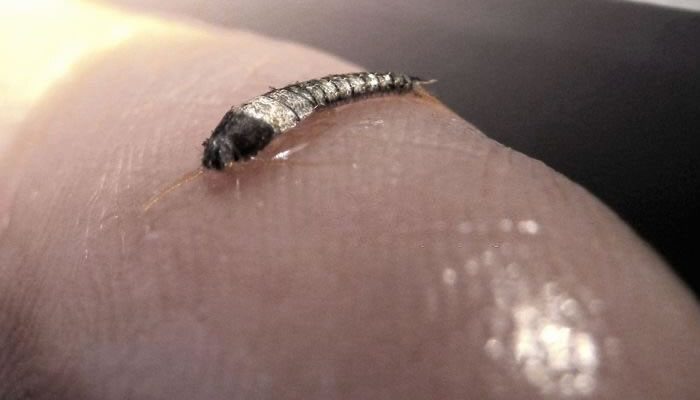 Silverfish Control Brisbane Quote