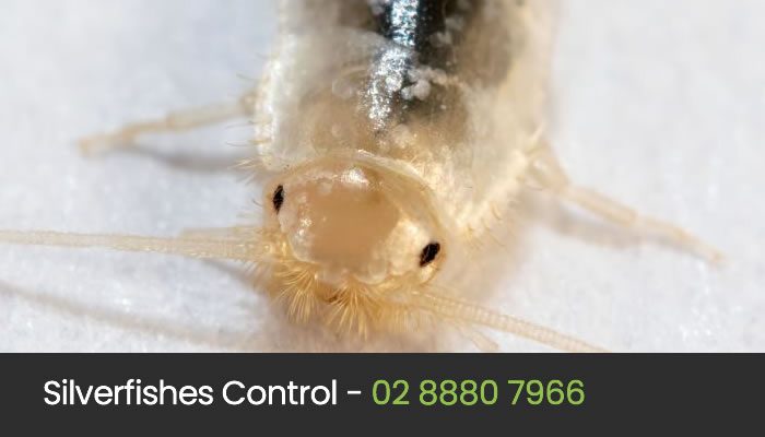  Silverfish Control Sydney