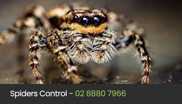 Spider Control Sydney