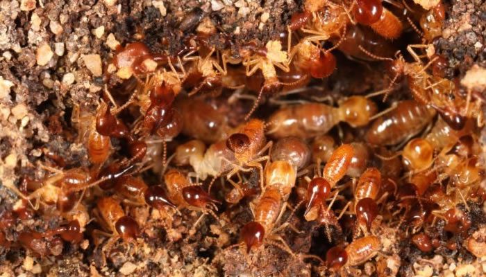 Termite Control Sydney Northside