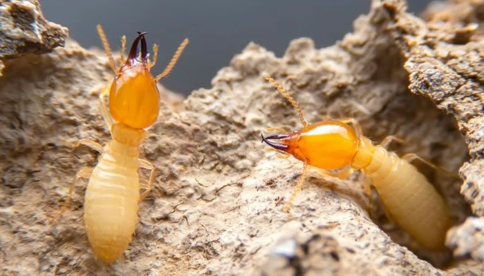 Termite Control Sydney