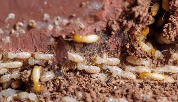 Don't Risk Your Home To Termite Attack