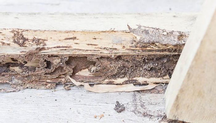 Termites on Timber