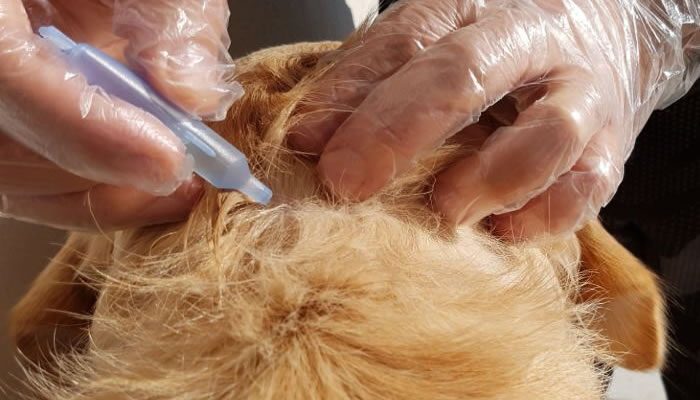 Contact Tick Control Experts