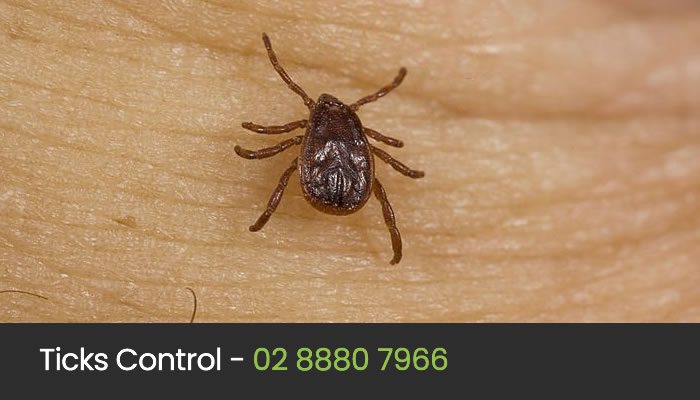 Tick Control Sydney