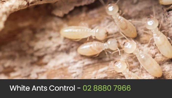 White Ant Control Sydney