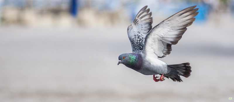 Bird Control Sydney