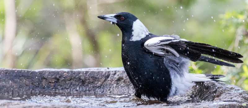 The Risks of Birds