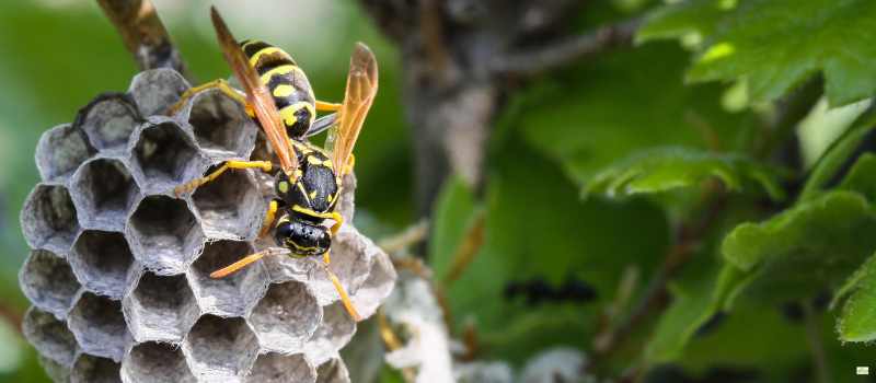 Wasp Control Sydney