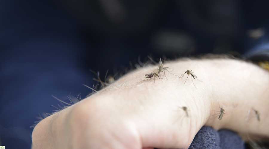 Why Pests Ruin Summer Fun